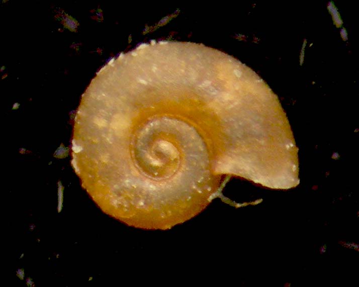 omalogyridae